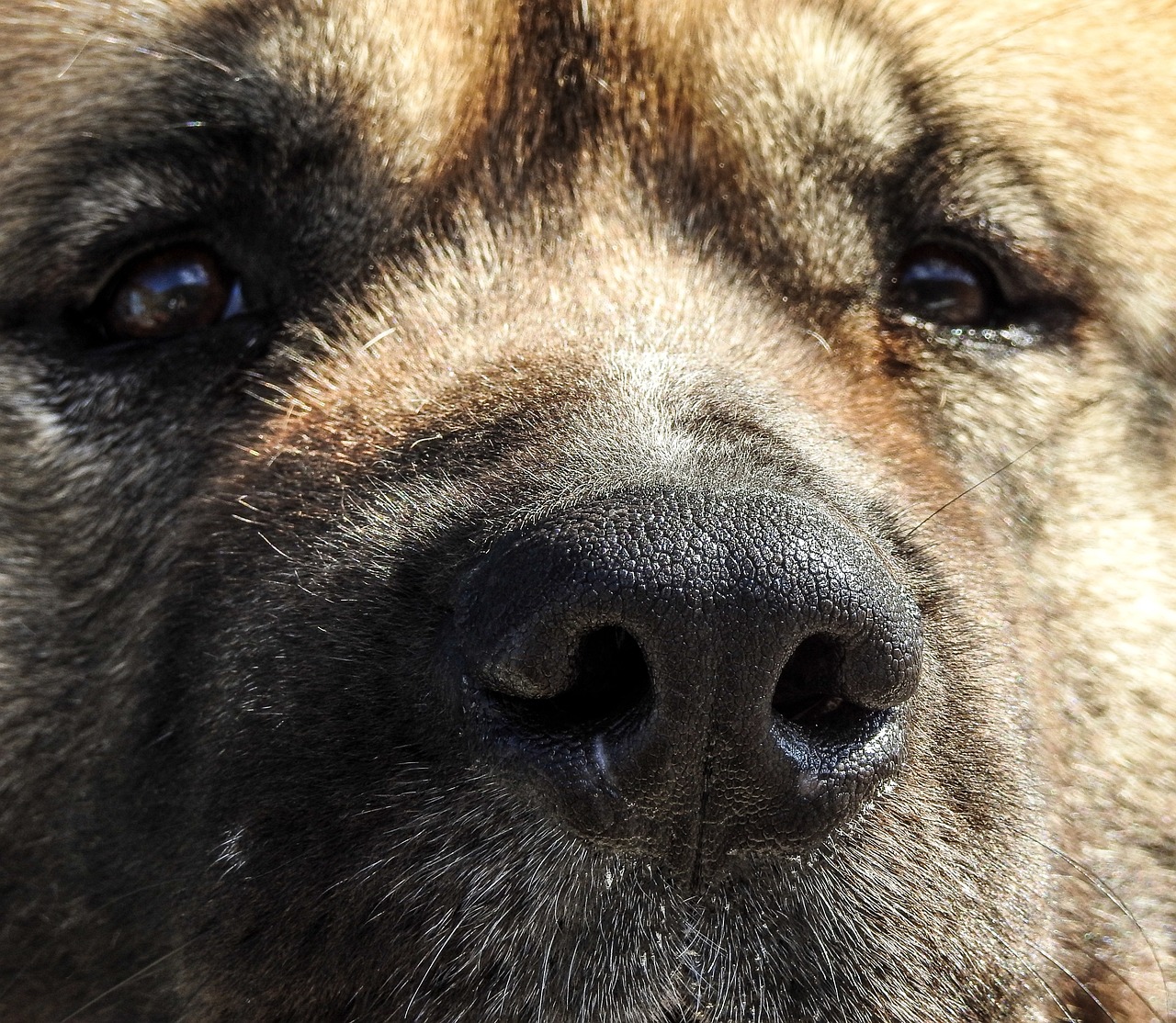 探索寵物娛樂新潮，寵物行業(yè)的創(chuàng)新與發(fā)展新趨勢(shì)