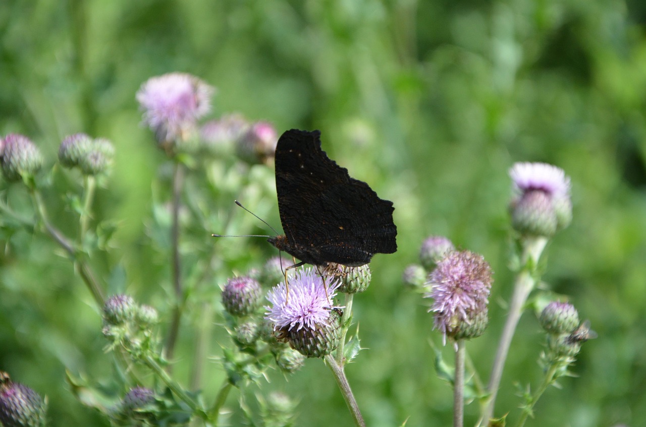 上海交警動態(tài)資訊，城市交通安全邁向新篇章