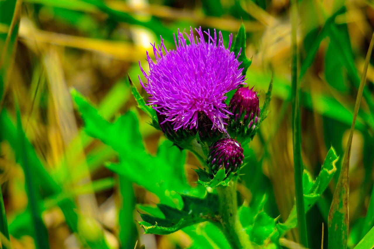春舞枝上市，綻放新生，引領行業(yè)新潮流趨勢