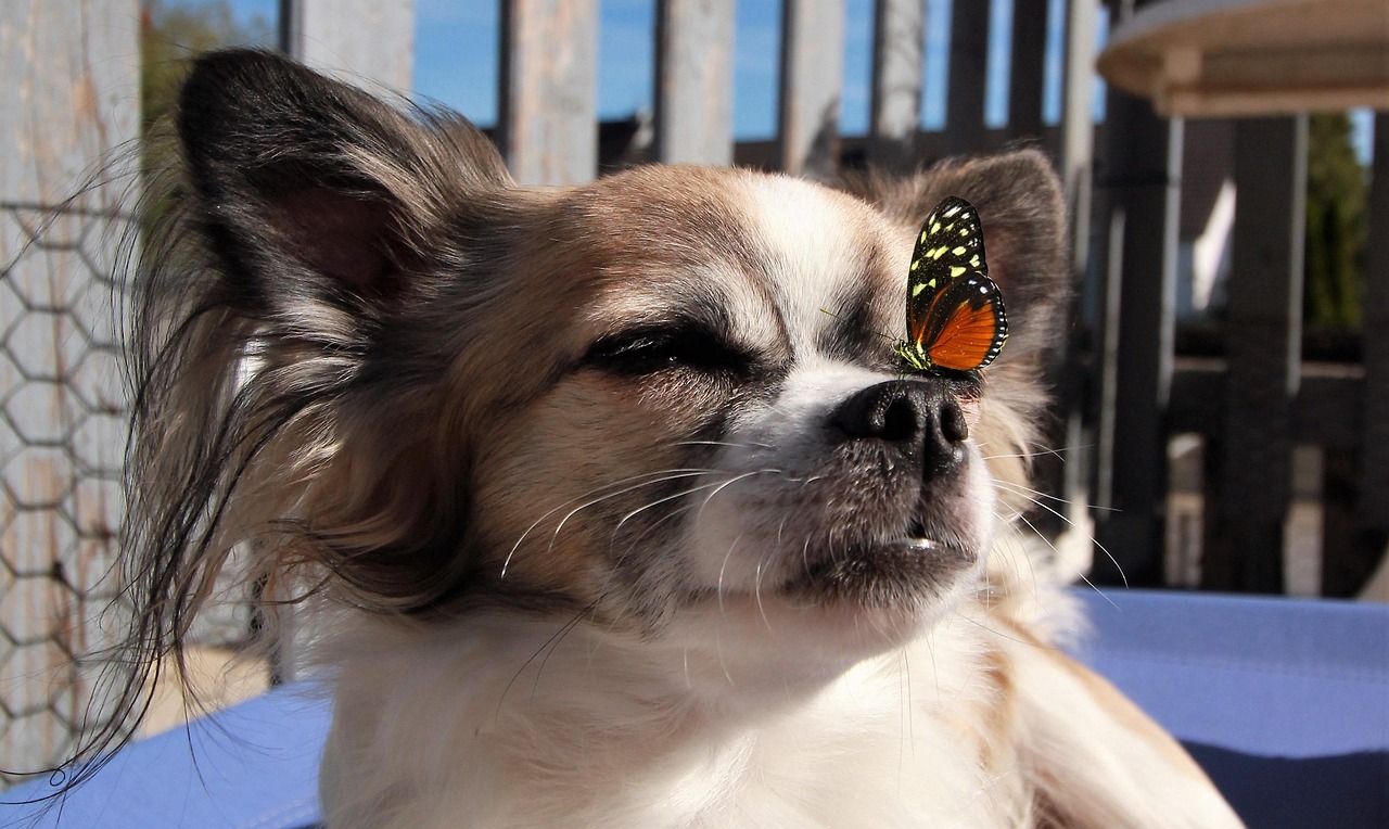 動(dòng)漫小狗，虛擬魅力之旅到現(xiàn)實(shí)生活的精彩演繹
