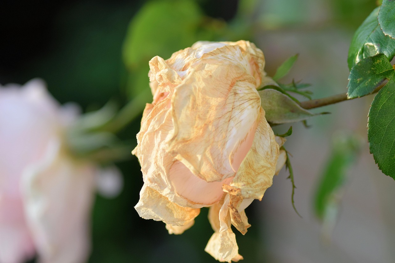 GTA6最新動態(tài)，未來經典之作的期待與等待