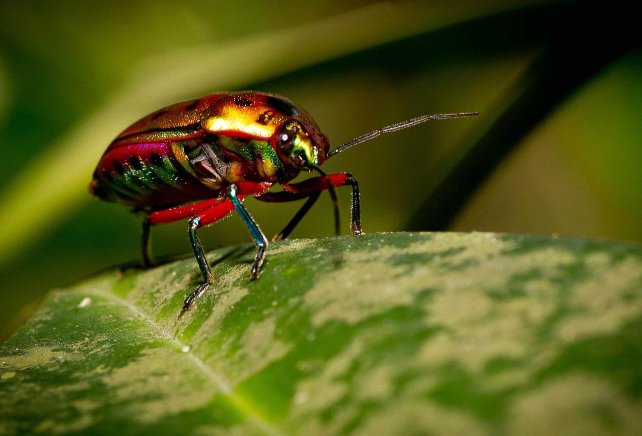 現(xiàn)代足球的魅力與實(shí)時(shí)競(jìng)技信息，即時(shí)比分揭示比賽動(dòng)態(tài)