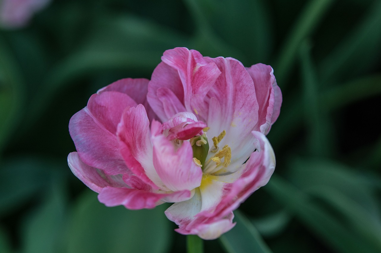 愛(ài)霸迪最新消息全面解析與更新動(dòng)態(tài)