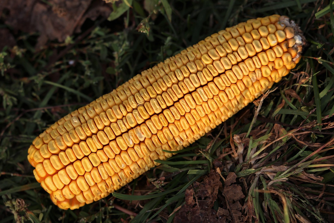 江蘇玉米價格走勢及分析