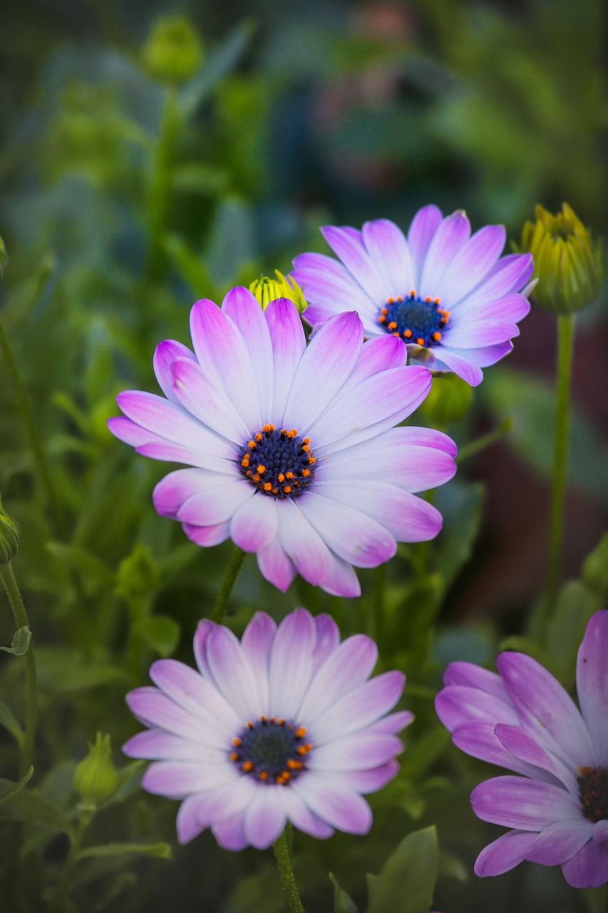 春暖花開最新鏈接，探索美好世界的新旅程起點