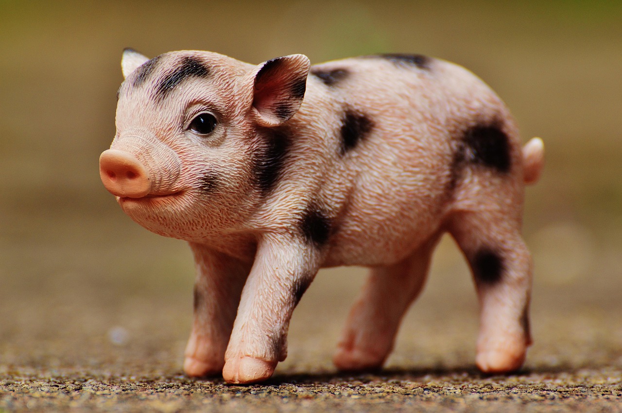 豬肉價格最新動態(tài)分析與趨勢預測