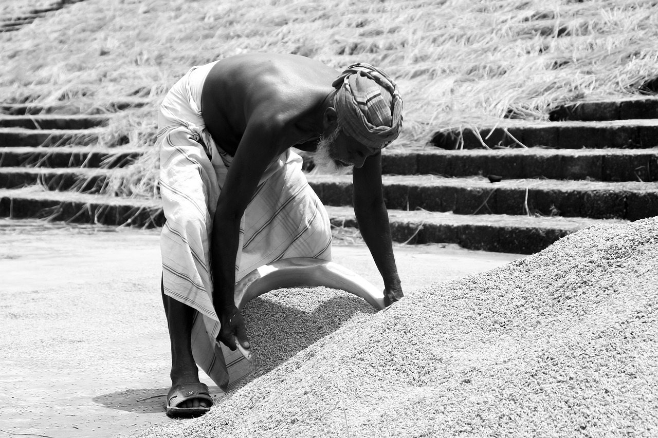 最新水稻價格動態(tài)及對整個農(nóng)業(yè)產(chǎn)業(yè)鏈的影響分析