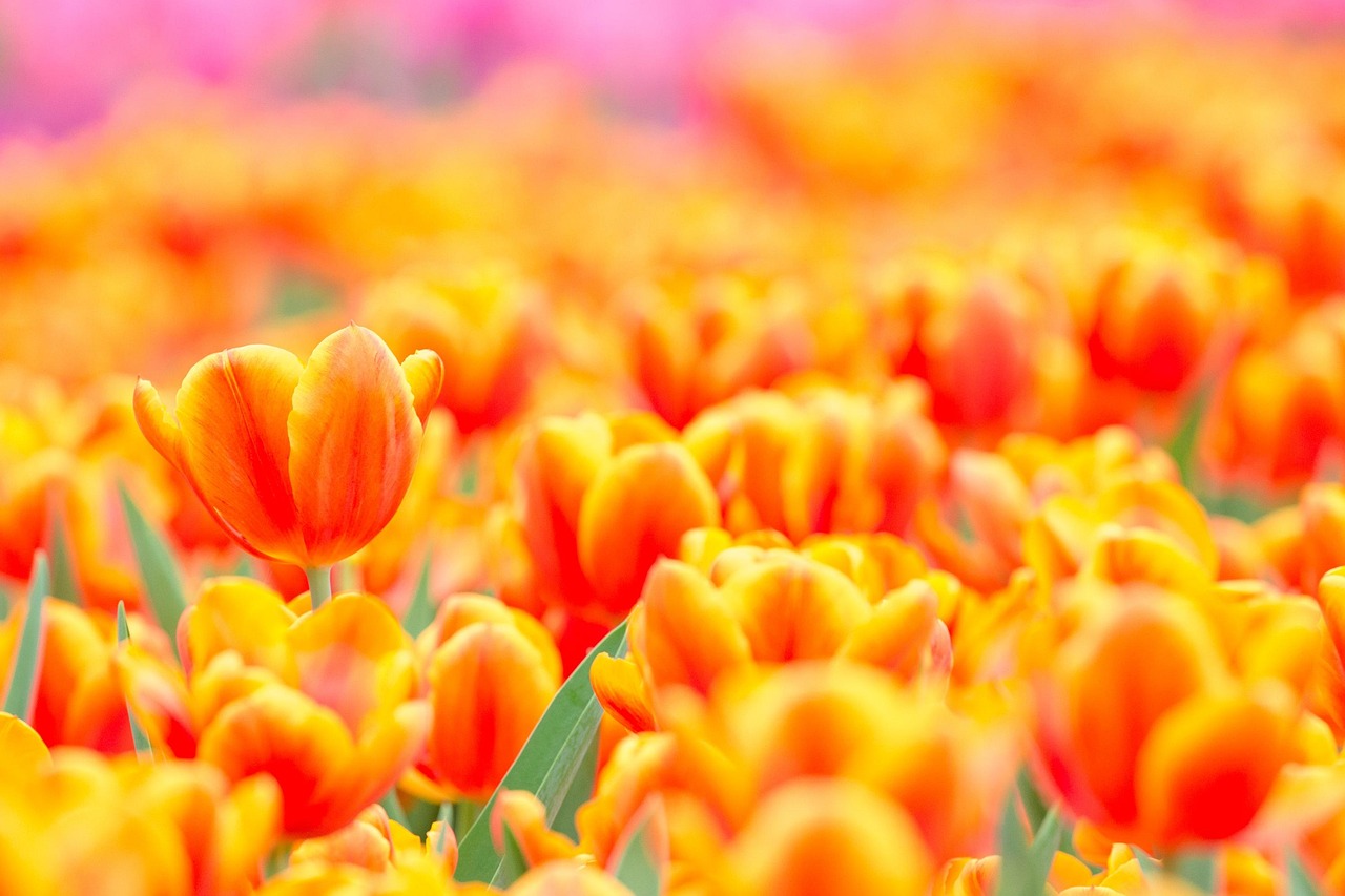 花藝新素材，探索創(chuàng)新之旅