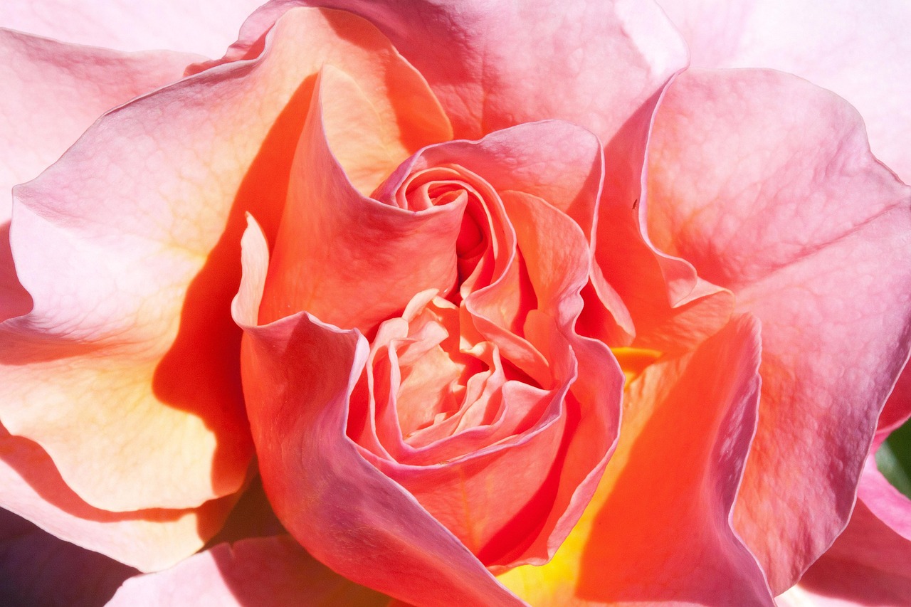 結(jié)婚動漫，現(xiàn)實(shí)與幻想交織的浪漫之美