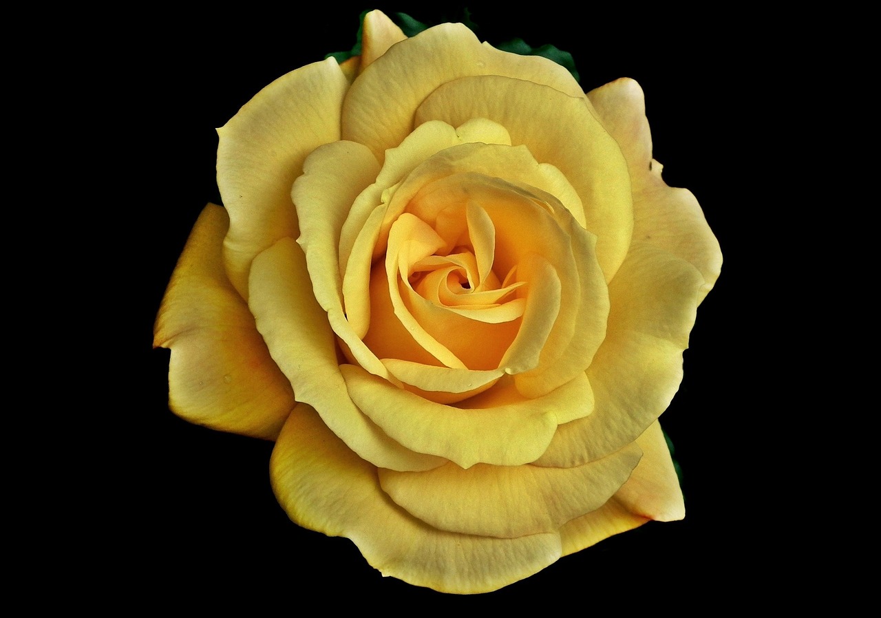 寶可夢卡最新資訊，更新動態(tài)與未來展望