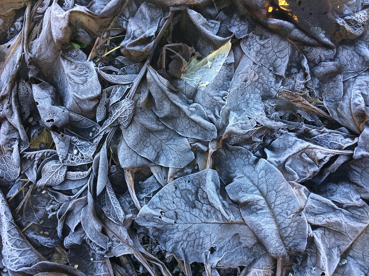 楓林水岸最新動態(tài)揭秘，繁榮之地的嶄新面貌